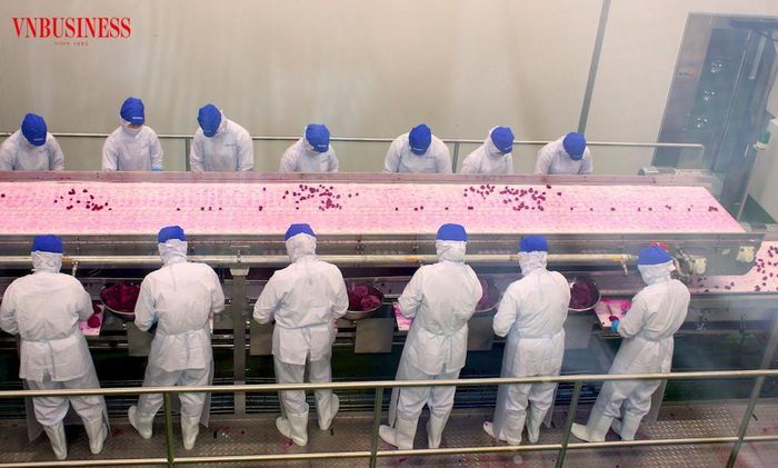 Vận hội mới của chuỗi giá trị nông sản Việt đang kỳ vọng vào vai trò dẫn dắt của doanh nghiệp trong khâu chế biến và tiêu thụ.