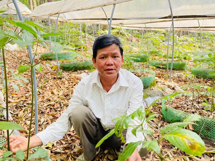 Vườn sâm triệu đô của anh A Sỹ, tỷ phú sâm ở xã Măng Ri.