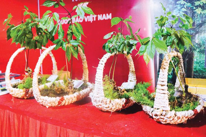 Củ sâm Ngọc Linh – báu vật giữa đại ngàn giúp hàng trăm người dân thoát nghèo và làm giàu hiệu quả.