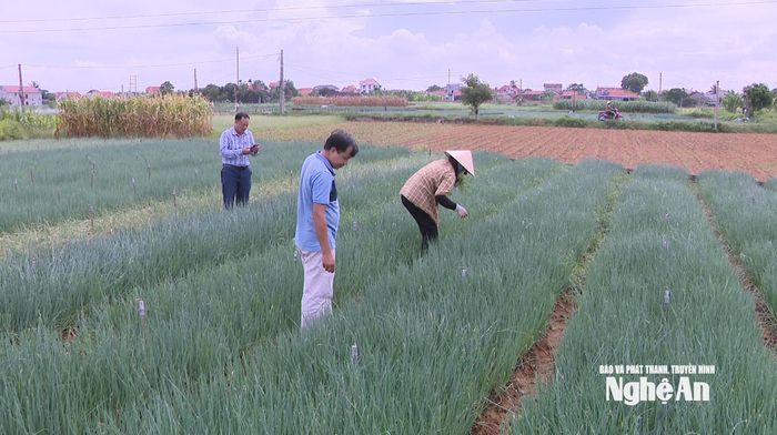 Cánh đồng rau sản xuất hữu cơ của xã viên Hợp tác xã NN tổng hợp Quỳnh Bảng. Ảnh: Việt Anh