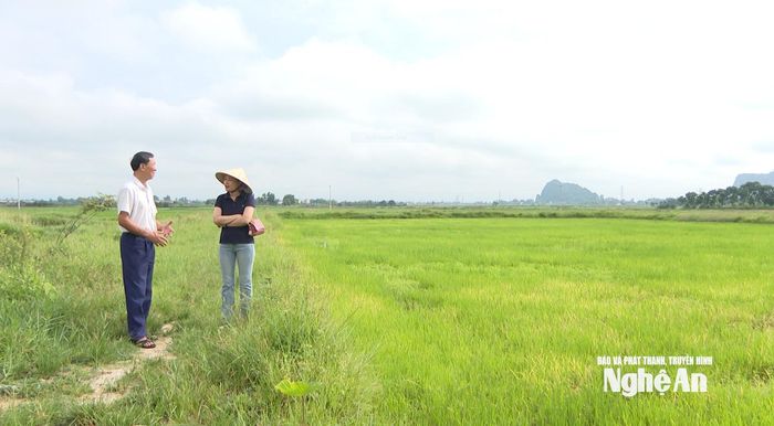 Cánh đồng lúa giống canh tác theo tiêu chuẩn hữu cơ của Công ty TNHH Khoa học và Công nghệ Vĩnh Hòa. Ảnh: Việt Anh