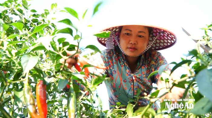 Nông dân xã Hợp Minh trồng ớt hữu cơ xuất khẩu. Ảnh: Việt Anh