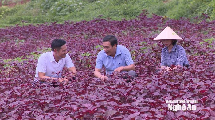 Trang trại rau hữu cơ của Công ty CP sản xuất và cung ứng rau quả sạch quốc tế FVF, Tập đoàn TH. Ảnh: Việt Anh