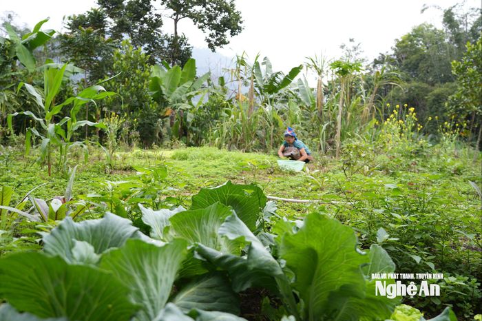 Trên bờ ao, tận dụng nước tưới, ông bà trồng rau gia vị, cung cấp cho thị trường trong vùng. Ảnh: T.P