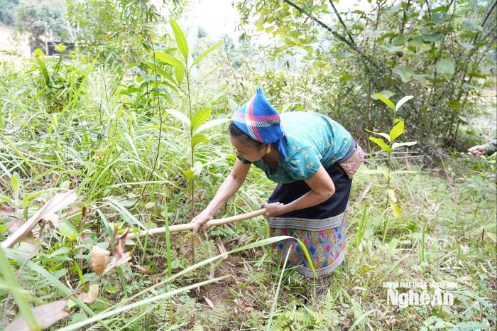 Vườn quế của gia đình ông bà đang trong kỳ sinh trưởng. Ảnh: K.L