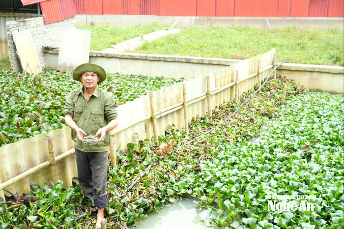 Chỗ có khe nước chảy qua, ông thuê máy đào ao thả cá, ba ba gai. Ảnh: K.L