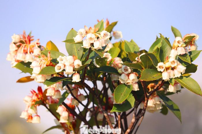 Đỗ quyên hoa chuông có chiều cao có thể lên tới 5 m, cành non không lông, lá mọc chụm ở đầu cành. Ảnh: Ngọc Văn