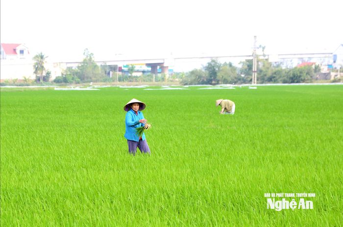 Bà con nông dân ra đồng từ sáng mồng 4 Tết để chăm sóc lúa vụ Xuân. Ảnh: Xuân Hoàng