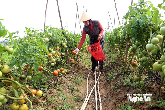 Bà Trần Thị Khả ở xóm 7, xã Diễn Châu thu hoạch cà chua trong sáng mồng 4 Tết. Ảnh: Xuân Hoàng
