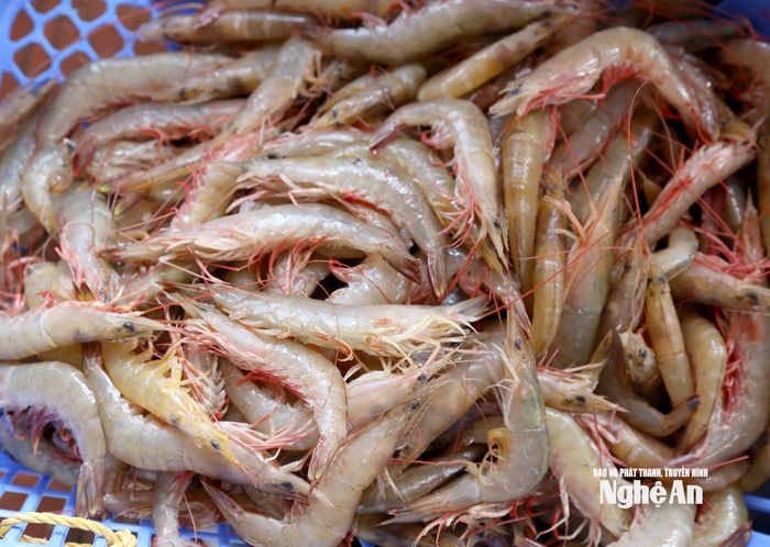 Ngày đầu năm mới, tôm biển có giá cao, 300.000 đồng/kg. Ảnh: Xuân Hoàng