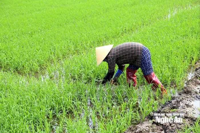 Thời điểm này, lúa vụ Xuân đang giai đoạn bắt đầu đẻ nhánh, nên cần chăm sóc kịp thời. Ảnh: Xuân Hoàng
