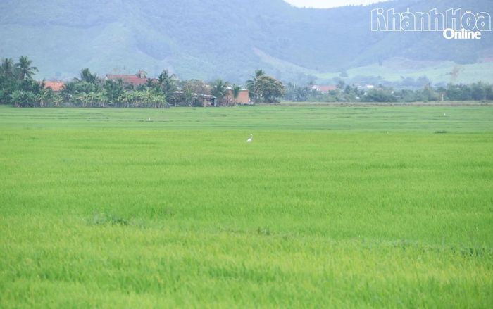 Trên nền xanh của cánh đồng lúa, những cánh cò trắng muốt như tô điểm thêm cho bức tranh quê ngày xuân.