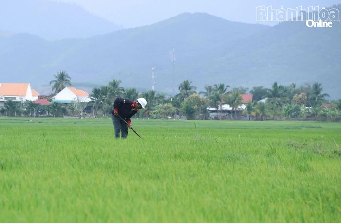 Đắp bờ giữ nước cho ruộng lúa.