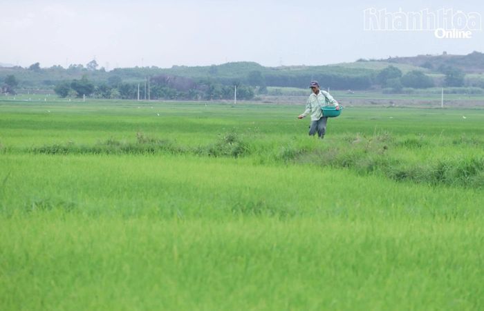 Ngày xuân, không khí làm việc trên cánh đồng vẫn rộn ràng và khẩn trương.