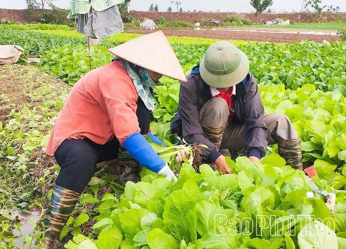 Thành viên HTX Rau an toàn Tứ Xã thu hoạch rau xanh cung cấp cho thị trường trong những ngày Tết.