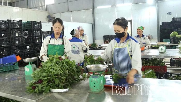 Sơ chế rau trước khi cung ứng đến đối tác ở HTX Rau an toàn Tứ Xã.