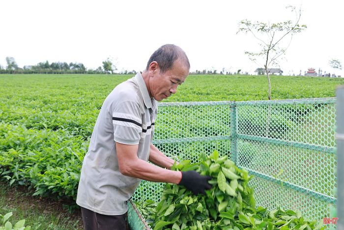Cũng như gia đình chị Yến, năm nay, gần 1 mẫu chè của gia đình ông Trần Quốc Tuấn (xã Hương Đô) cho thu hoạch sớm hơn 10 ngày so với các năm trước. Vì vậy, ông có khoản thu nhập tương đối khá trong những ngày đầu năm mới để trang trải chi tiêu của gia đình.