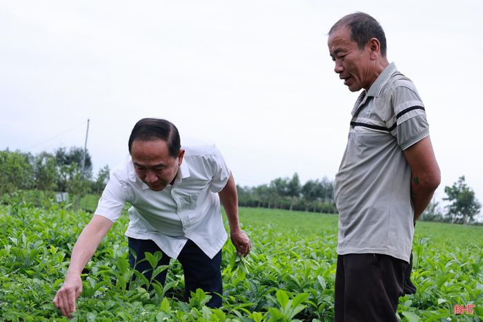  Xã Hương Đô có 148 ha chè liên kết với Xí nghiệp Chè 20/4. Từ cuối năm 2025, Xí nghiệp đưa vào thử nghiệm hái chè bằng máy mini và đến nay đã được nhân rộng. Ông Trần Công Quang - Giám đốc Xí nghiệp Chè 20/4 (Công ty CP Chè Hà Tĩnh) cho biết: “Tới đây chúng tôi sẽ áp dụng mạnh mẽ công nghệ vào việc chăm sóc, thu hái và chế biến chè. Đồng thời mở rộng thị trường xuất khẩu. Trong ảnh: Ông Trần Công Quang (áo trắng) trao đổi về kỹ thuật hái chè với hộ dân liên kết. 