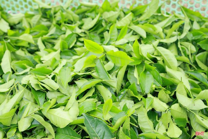 Hái chè bằng máy mini hạn chế được tỉ lệ dập nát, tăng thời gian bảo quản trước khi về nhà máy từ 6-7 giờ lên 10-12 giờ. Đặc biệt, sử dụng máy hái giúp cây chè phục hồi tổn thương nhanh và cho búp nhanh hơn, năng suất cao hơn. Theo tính toán, hái bằng tay mất từ 7-12 ngày mới ra búp, còn bằng máy mini thì còn khoảng từ 6-9 ngày. Vì vậy, năng suất chè trung bình trước đây là 11,4 tấn/ha/năm thì nay có thể tăng lên 11,8 tấn/ha/năm.