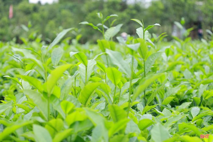  Năm nay thời tiết thuận lợi cộng với chăm sóc tốt nên người trồng chè ở xã Hương Đô khởi động sớm vụ chè xuân, kỳ vọng về một năm sản xuất thắng lợi. Trong ảnh: Ông Trần Khắc Quân thu hoạch sớm chè xuân. 