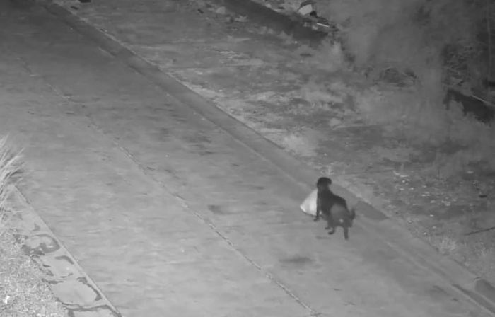 Bị phạt vì huấn luyện chó... đổ rác trái phép. Ảnh: ODD