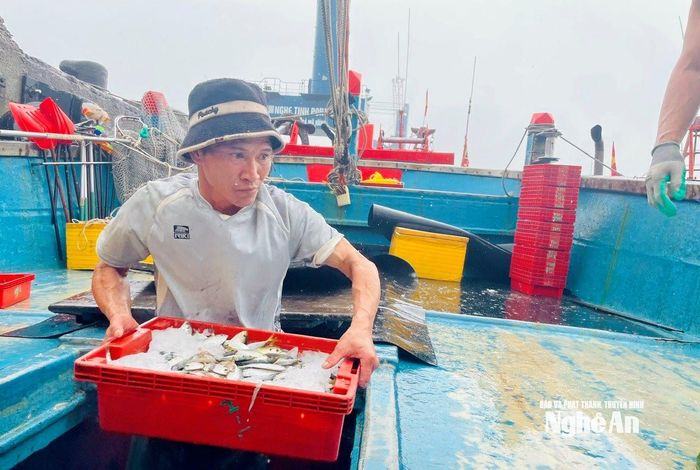 Cá nục US từ hầm tàu NA 99628 của anh Trần Văn Lưu bắt đầu được bốc dỡ.Ảnh: Nguyễn Toàn