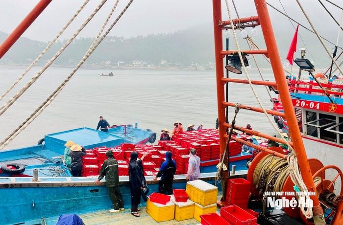 Bốc dỡ cá từ tàu NA 99628 TS sang thuyền trung chuyển. Ảnh: Nguyễn Toàn