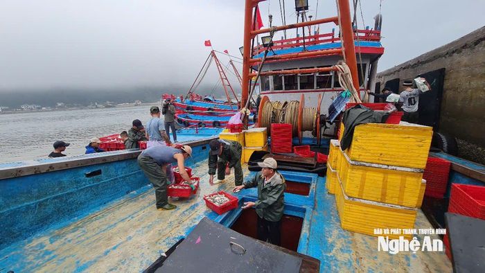 Các thuyền viên bốc dỡ cá tại cảng Cửa Lò. Ảnh: Nguyễn Toàn