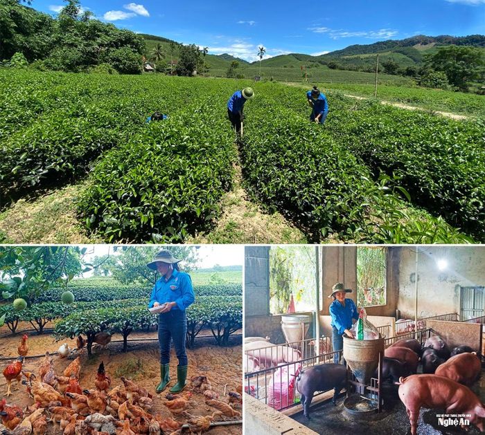 Các Tổng đội Thanh niên xung phong đã phát huy tốt vai trò dẫn dắt, đồng hành cùng người dân phát triển kinh tế. Ảnh: Thanh Quỳnh