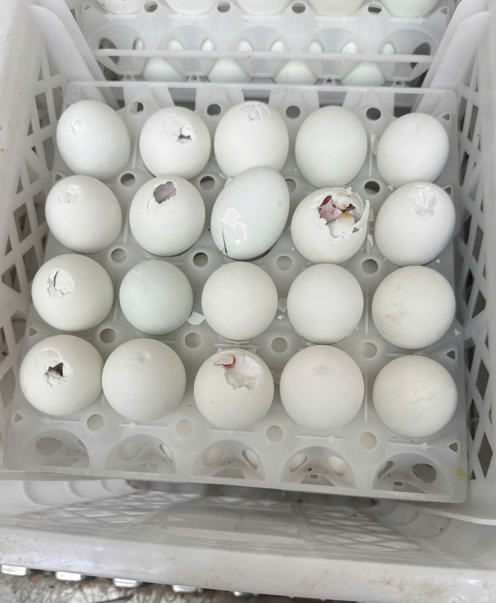 Số trứng giả không ghi nhãn hàng hóa, không thể hiện thông tin về nguồn gốc, xuất xứ theo quy định.