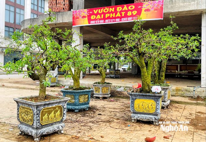 Phương án hoàn đào lại được nhiều tiểu thương lựa chọn, chấp nhận cắt lỗ. Ảnh: Q.A
