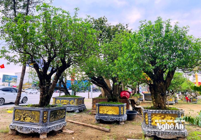 Nhiều gốc đào ra lộc xanh tươi sau khoảng thời gian dài trưng bày trên Đại lộ Lê Nin. Ảnh: Q.A