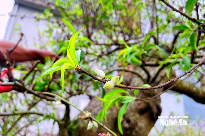 Những gốc đào đã bắt đầu cho ra quả. Ảnh: Q.A