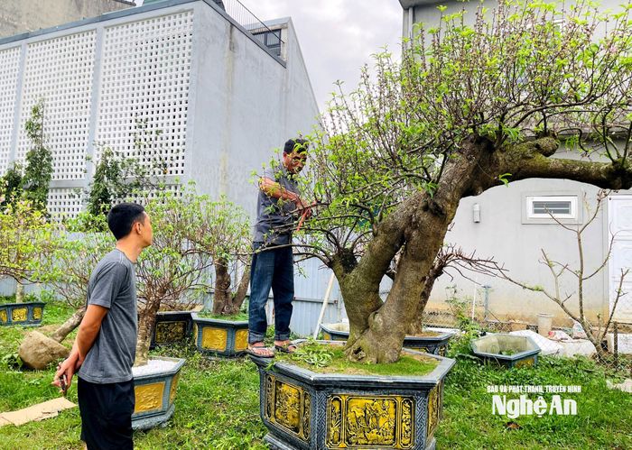 Các tiểu thương cắt tỉa cành, làm gọn gốc để chuẩn bị vận chuyển, hoàn lại cho các nhà vườn phía Bắc. Ảnh: Q.A