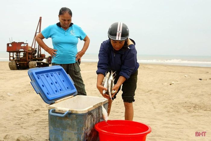 Các thương lái nhanh chóng thu mua hải sản đem đi tiêu thụ.