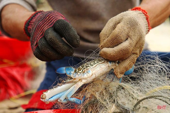 Ngư dân nhanh tay gỡ những con ghẹ mắc lưới