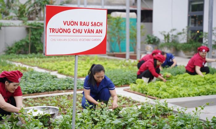 Thu hoạch rau sạch tự trồng tại vườn trường vào mỗi ngày.