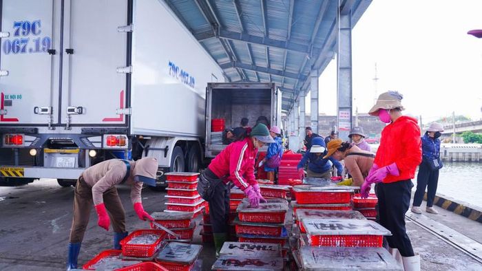 Hải sản sau khi đưa lên bờ được vận chuyển đi tiêu thụ tại thị trường trong tỉnh và TP Đà Nẵng. Ảnh: Đ. Đức