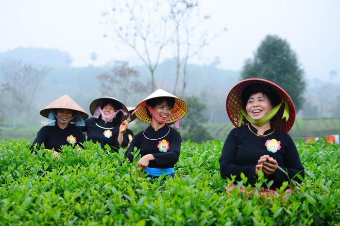 Những bàn tay thoăn thoắt hái từng búp non, những nụ cười rạng rỡ dưới vành nón lá tạo nên không khí lao động vui tươi, rộn rã. Ảnh: Tuấn Anh