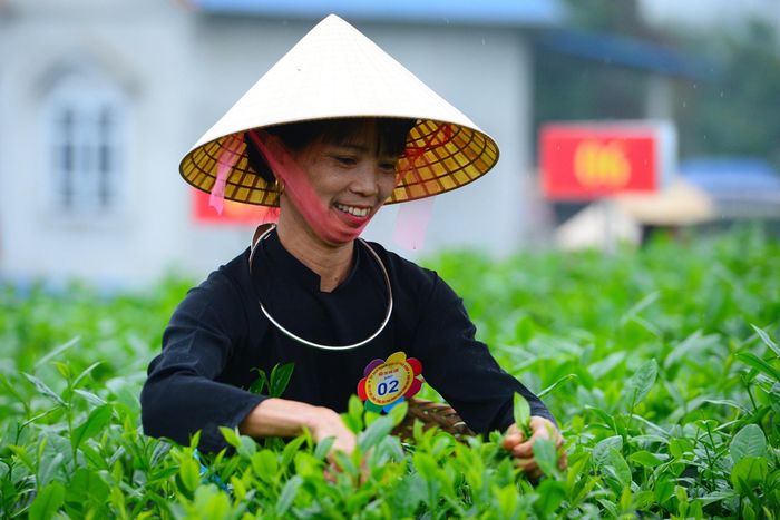 Một người dân tham gia Hội thi hái chè đầu xuân 2026 tại ATK Định Hóa, Thái Nguyên. Ảnh: Tuấn Anh