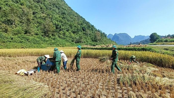 Cán bộ, chiến sỹ Đồn Biên phòng Cửa khẩu Sóc Giang giúp nhân dân thu hoạch lúa.