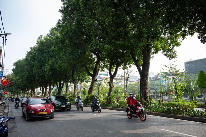  Dải phân cách có hàng cây xà cừ với tuổi đời trung bình 40-50 năm là điểm nhấn trên đường Láng. Mỗi cây có chiều cao khoảng 20-30 m, lá dày, che nắng rất hiệu quả cho các phương tiện lưu thông trên đường. Trước đề xuất đề xuất cải tạo và mở rộng đường Láng, nhiều người dân tại khu vực bày tỏ sự lo lắng về "số phận" hàng cây xà cừ. 