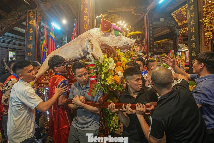 Các "ông lợn" nặng trung bình khoảng 200 kg, thế nên những người khiêng kiệu đều phải là thanh niên trai tráng.