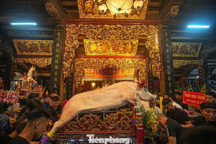 Những "ông lợn" đẹp nhất được đưa vào gian chính.
