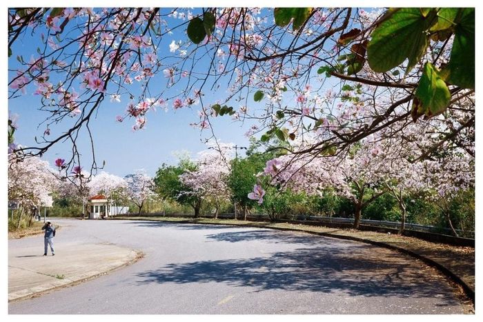 Hoa ban nở rợp trời trên các tuyến đường ở Điện Biên. Ảnh: Sở VHTT&amp;DL tỉnh Điện Biên