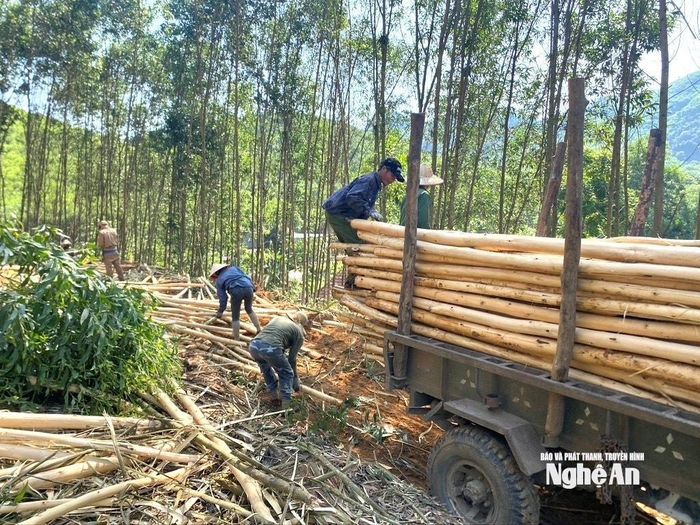 Nghệ An là địa phương có tiềm năng lớn về nguồn nguyên liệu gỗ keo phục vụ chế biến và xuất khẩu. Ảnh: Văn Trường