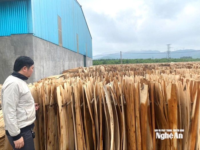 Các doanh nghiệp và cơ sở sản xuất gỗ ván bóc tại Nghệ An đứng trước nhiều khó khăn nếu Mỹ áp thuế cao đối với mặt hàng này. Ảnh: Văn Trường