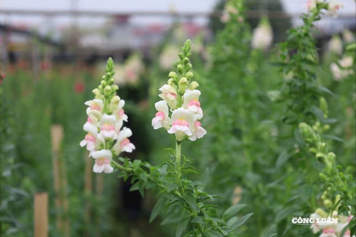 Những cành hoa mõm sói trắng hồng với sắc màu nhẹ nhàng được trồng tại làng hoa Tây Tựu, trở thành một trong những loại hoa mới được ưa chuộng dịp 8/3.