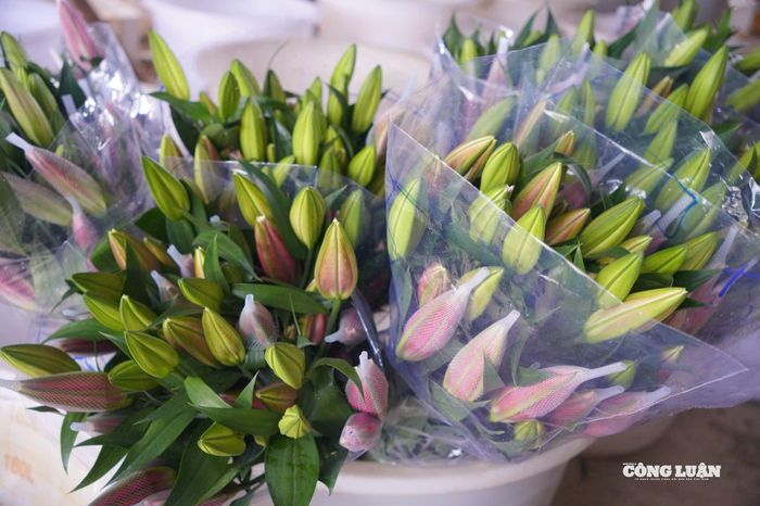 Hoa ly với bông to, màu sắc tươi sáng là một trong những loại hoa được nhiều cửa hàng lựa chọn dịp 8/3.