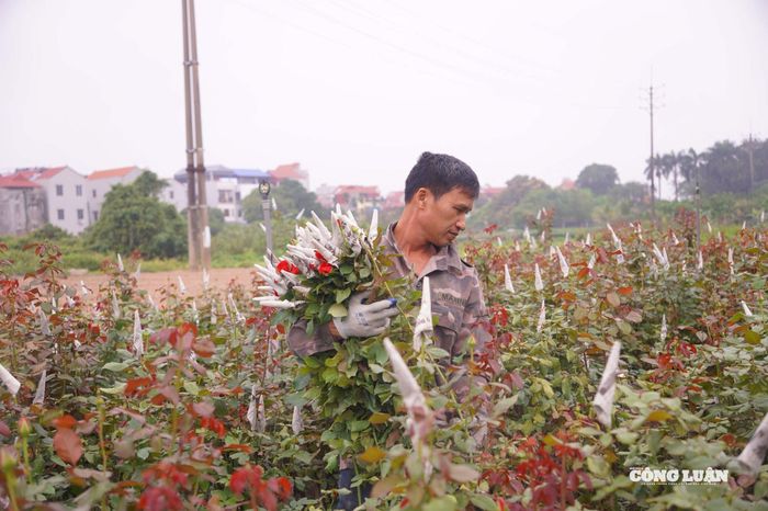 Vào dịp 8/3, hoa hồng luôn được ưa chuộng nhất tại làng hoa Tây Tựu.